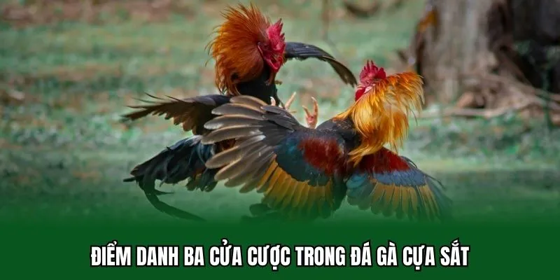Điểm danh ba cửa cược trong đá gà cựa sắt