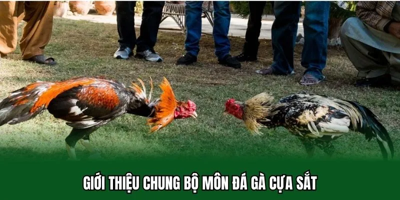 Giới thiệu chung bộ môn đá gà cựa sắt