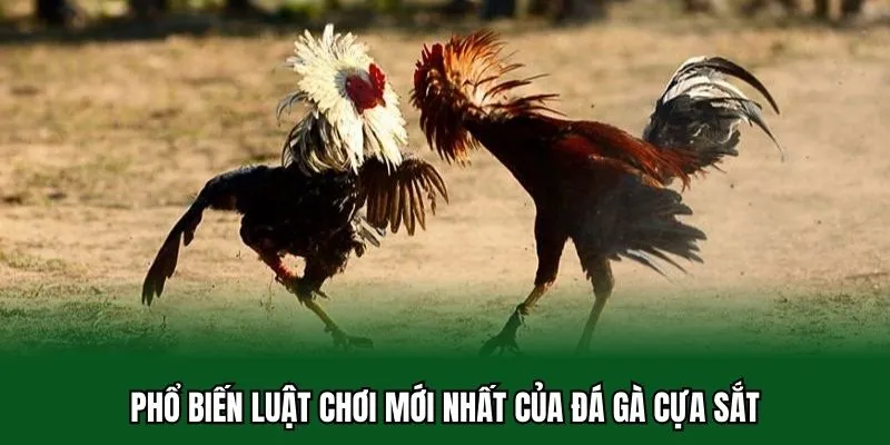Phổ biến luật chơi mới nhất của đá gà cựa sắt